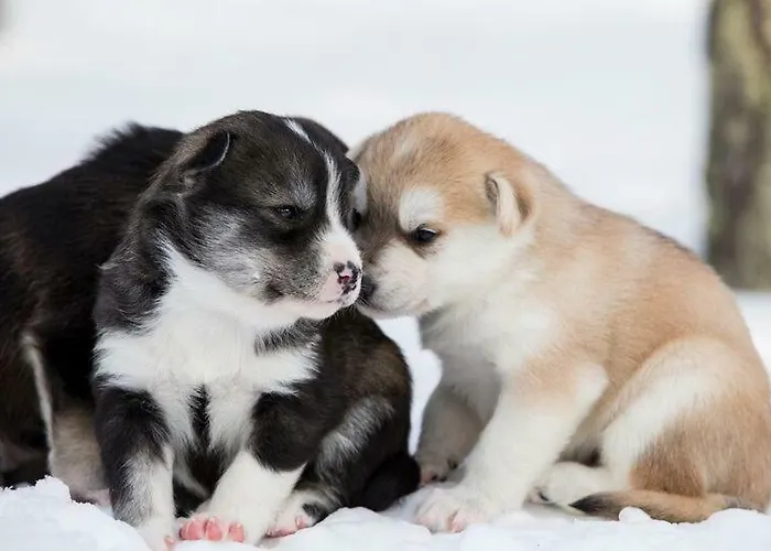 Rovavisit Siljo Rovaniemi